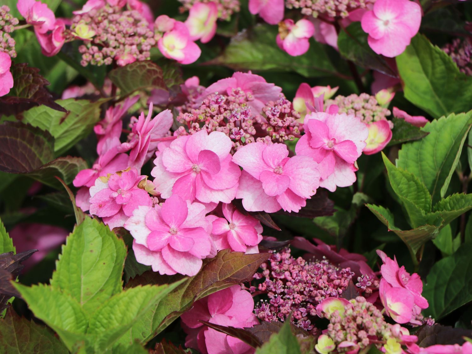 Tellerhortensie / Gesägte Hortensie PROVEN WINNERS ® 'Cotton Candy' - Hydrangea serrata PROVEN WINNERS ® 'Cotton Candy'