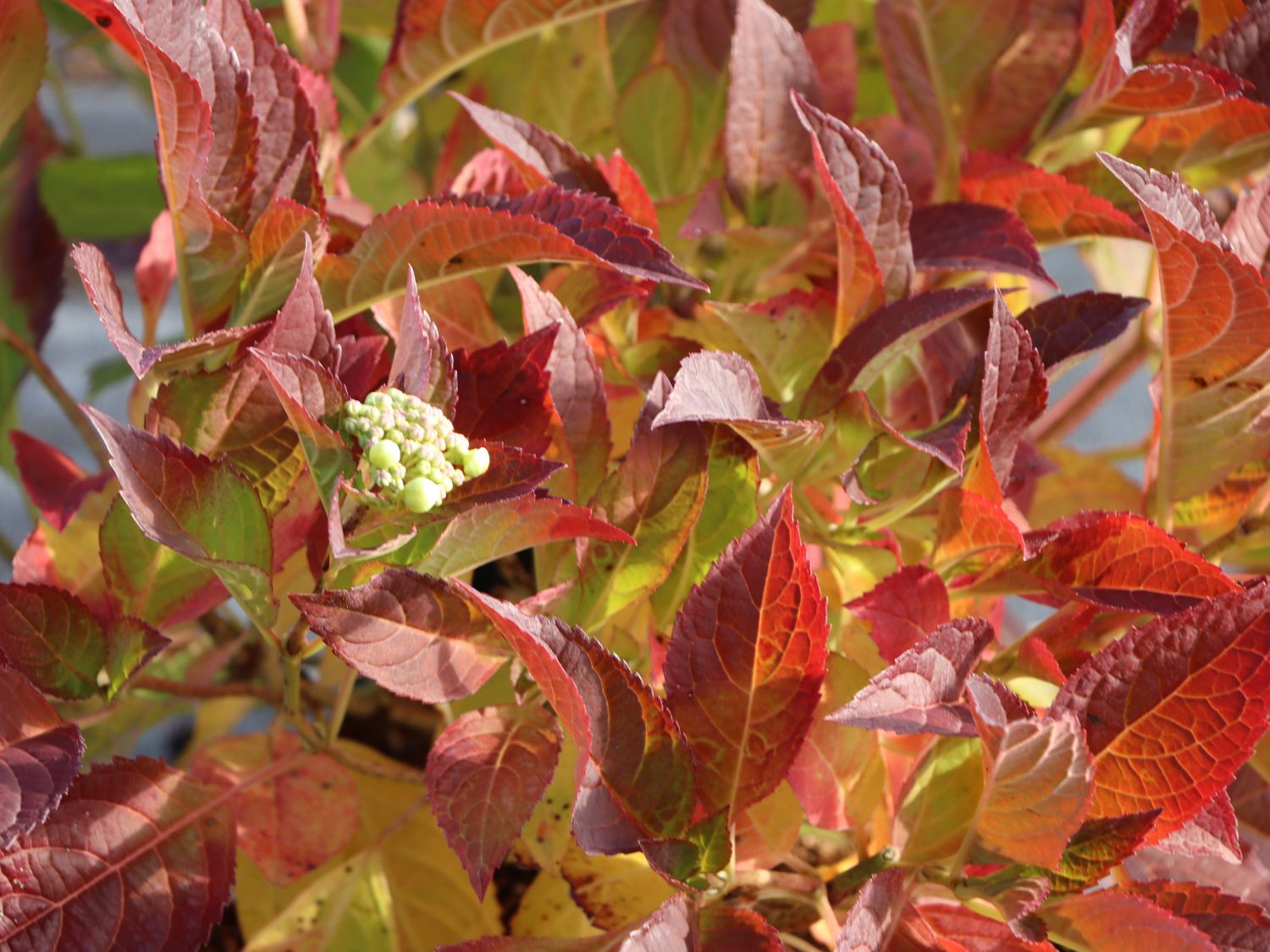 Tellerhortensie / Gesägte Hortensie PROVEN WINNERS ® 'Cotton Candy' - Hydrangea serrata PROVEN WINNERS ® 'Cotton Candy'