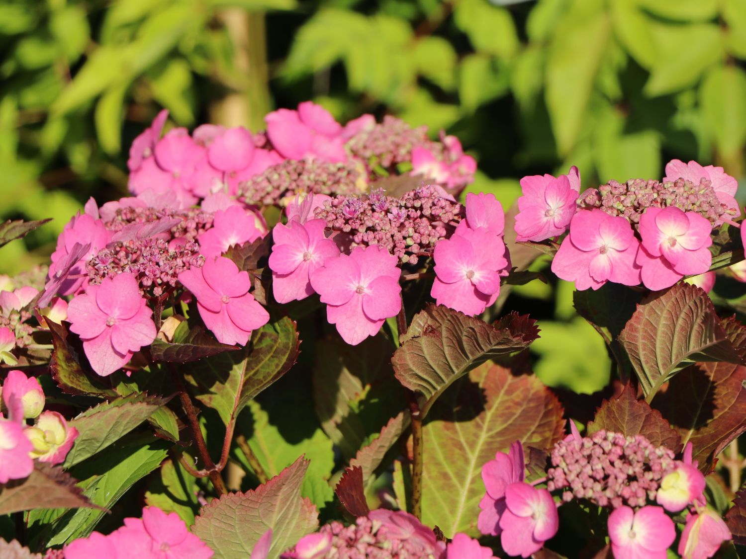 Tellerhortensie / Gesägte Hortensie PROVEN WINNERS ® 'Cotton Candy' - Hydrangea serrata PROVEN WINNERS ® 'Cotton Candy'