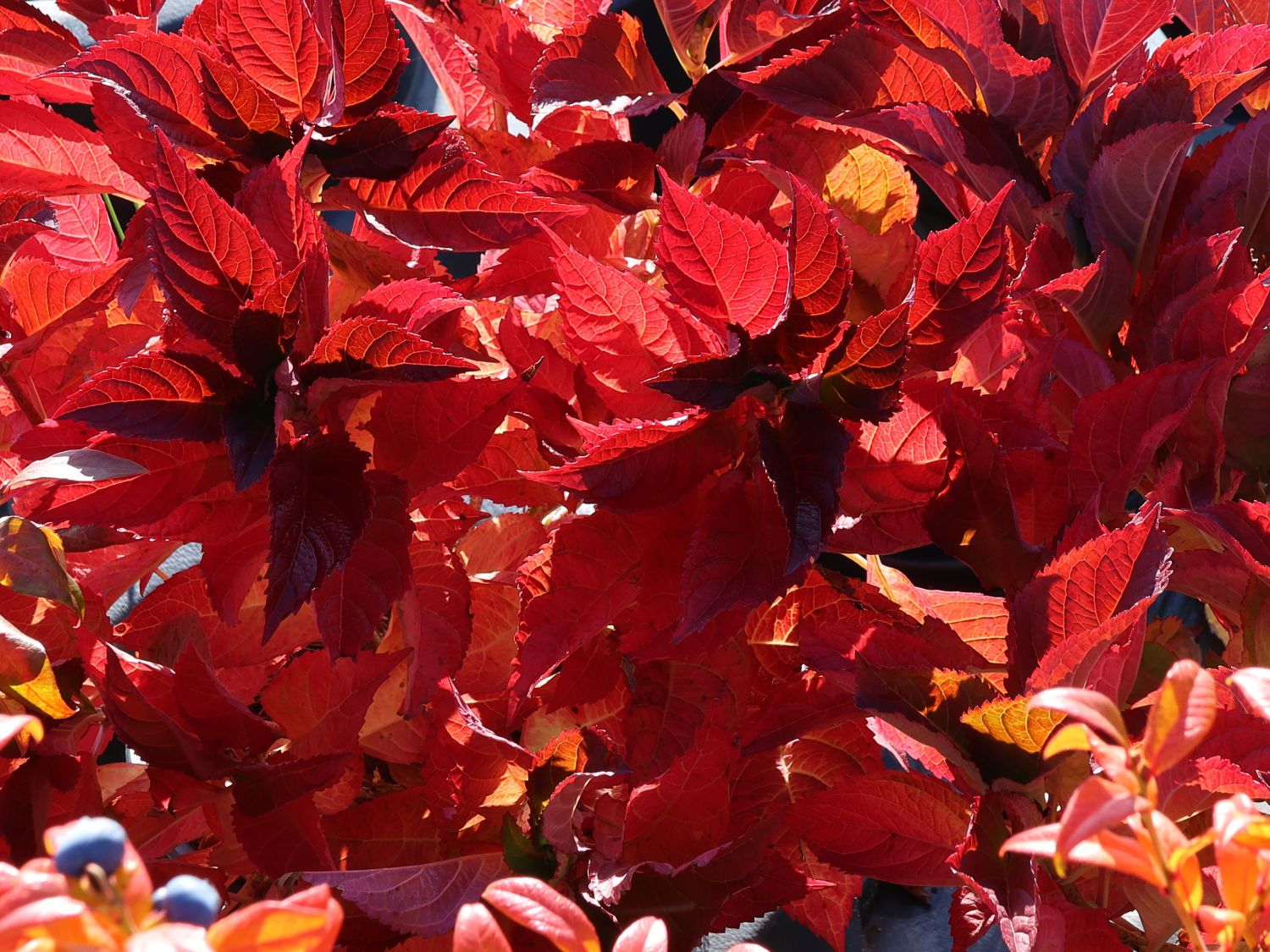 Tellerhortensie / Gesägte Hortensie PROVEN WINNERS ® 'Cotton Candy' - Hydrangea serrata PROVEN WINNERS ® 'Cotton Candy'