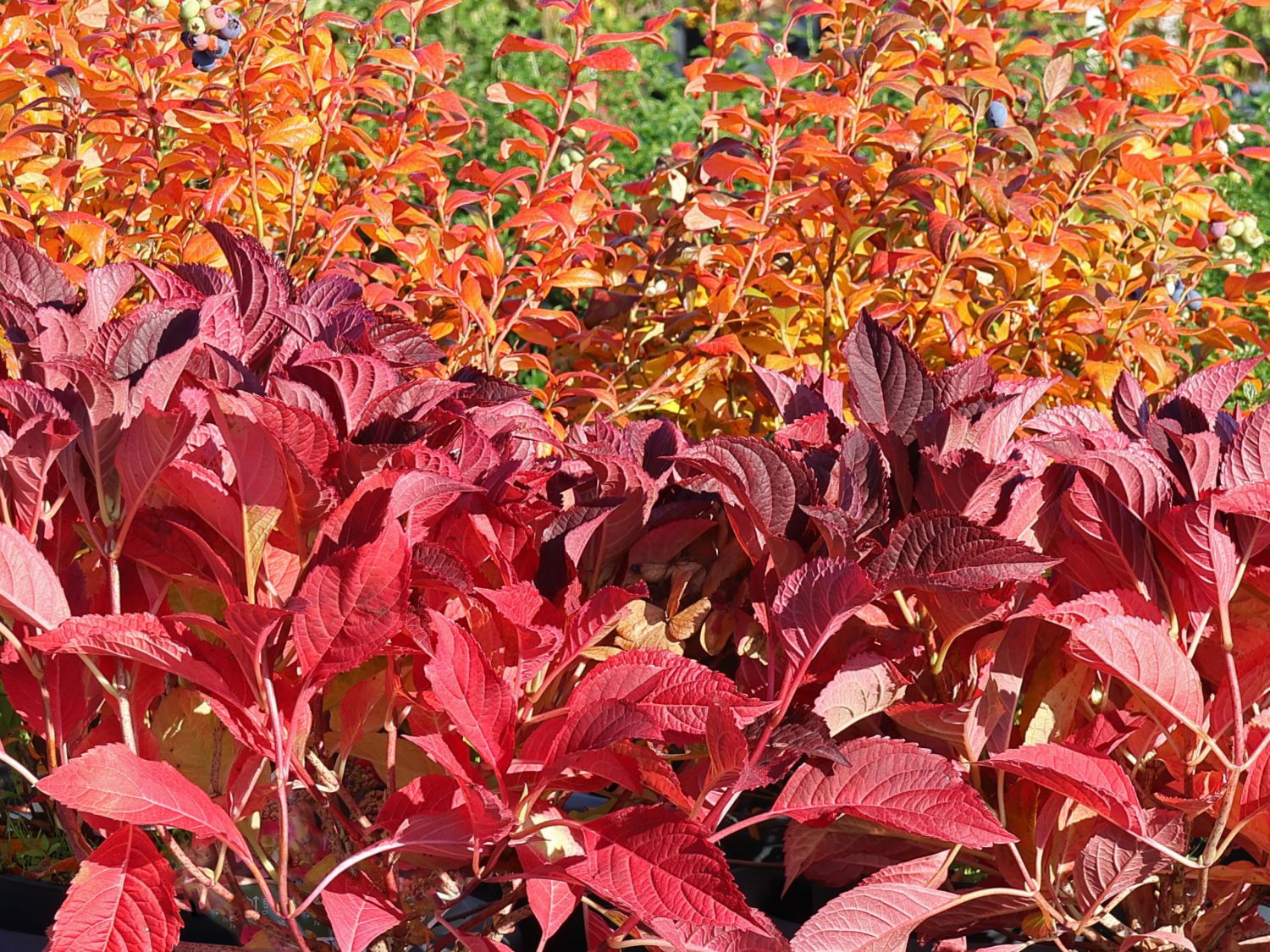 Tellerhortensie / Gesägte Hortensie PROVEN WINNERS ® 'Cotton Candy' - Hydrangea serrata PROVEN WINNERS ® 'Cotton Candy'