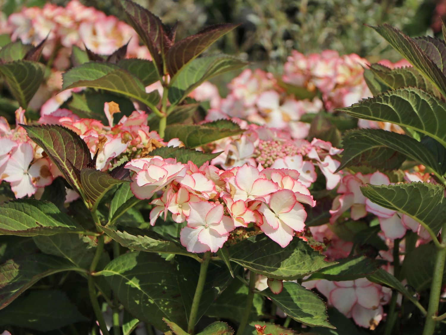 Tellerhortensie 'Love you kiss' Hydrangea macrophylla 'Love you kiss