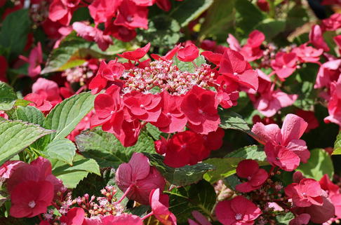Tellerhortensie 'McKay' 'Cherry Explosion' ® - Hydrangea macrophylla 'McKay' 'Cherry Explosion' ®