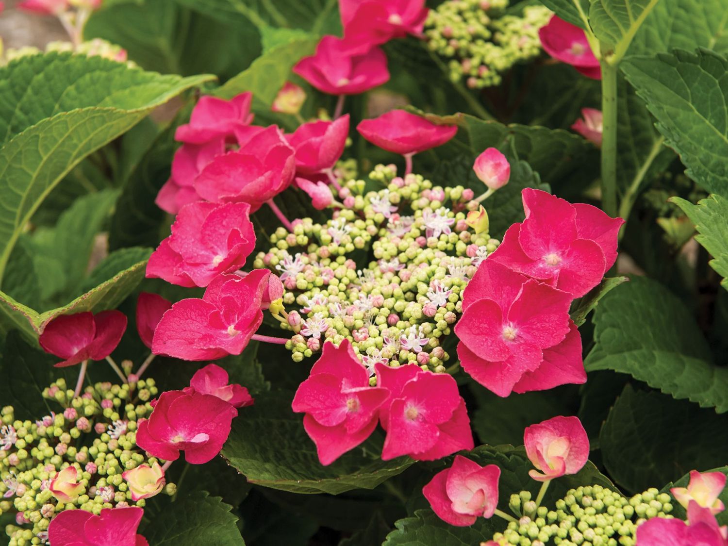Tellerhortensie 'McKay' 'Cherry Explosion' ® - Hydrangea macrophylla 'McKay' 'Cherry Explosion' ®
