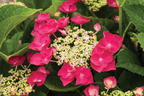 Tellerhortensie 'McKay' 'Cherry Explosion' ® - Hydrangea macrophylla 'McKay' 'Cherry Explosion' ®