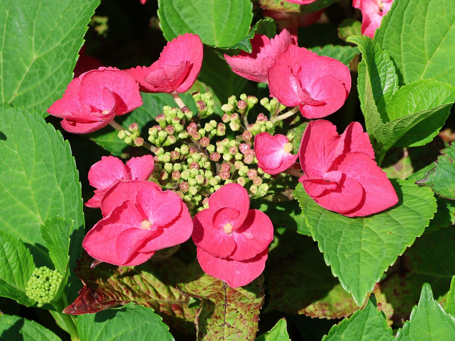 Tellerhortensie 'McKay' 'Cherry Explosion' ® - Hydrangea macrophylla 'McKay' 'Cherry Explosion' ®