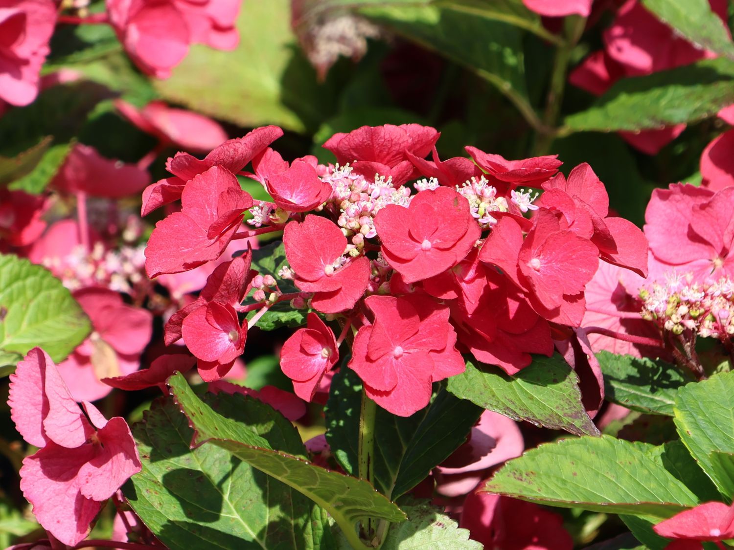 Tellerhortensie 'McKay' 'Cherry Explosion' ® - Hydrangea macrophylla 'McKay' 'Cherry Explosion' ®