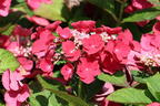 Tellerhortensie 'McKay' 'Cherry Explosion' ® - Hydrangea macrophylla 'McKay' 'Cherry Explosion' ®