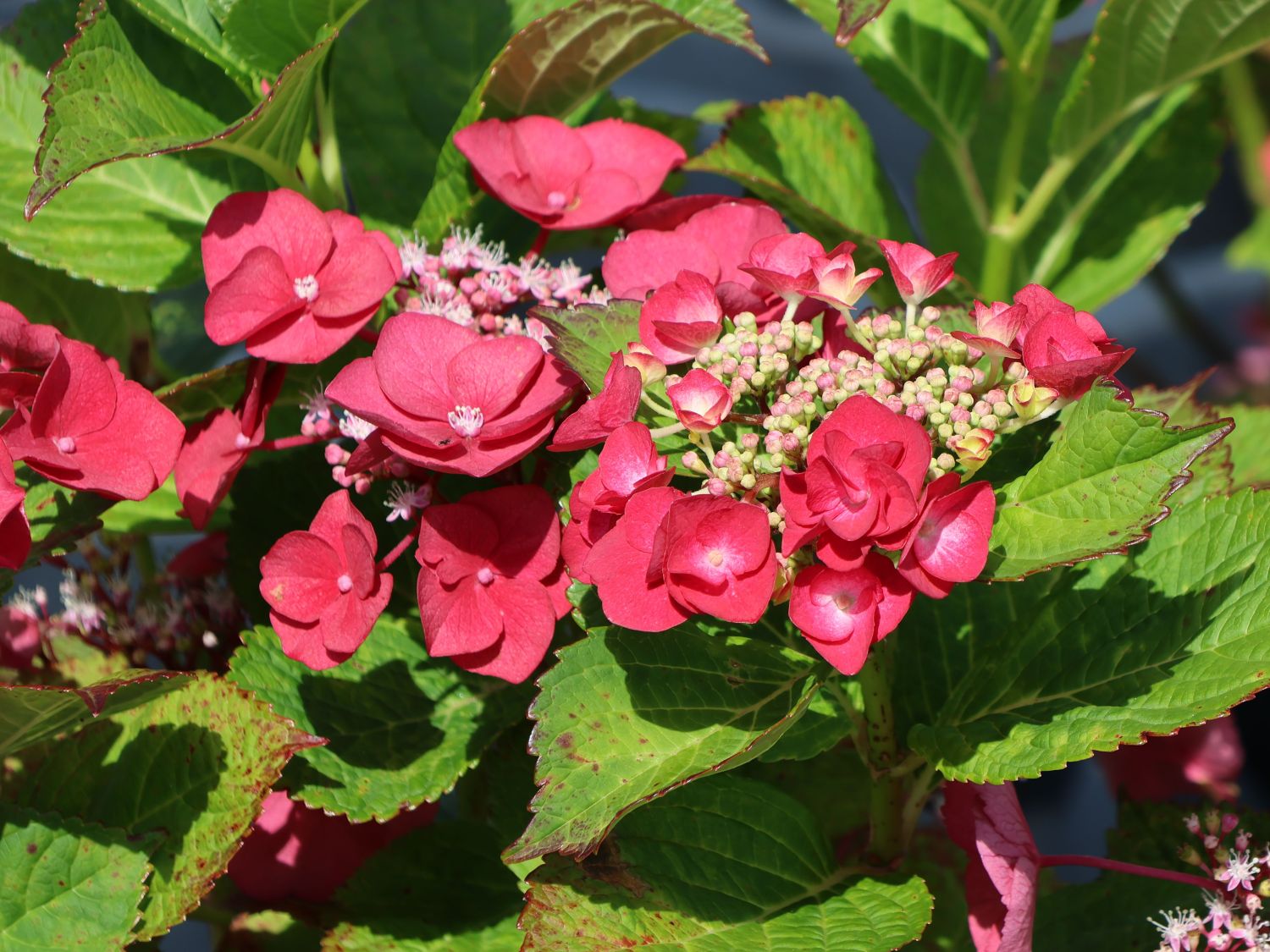 Tellerhortensie 'McKay' 'Cherry Explosion' ® - Hydrangea macrophylla 'McKay' 'Cherry Explosion' ®