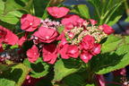 Tellerhortensie 'McKay' 'Cherry Explosion' ® - Hydrangea macrophylla 'McKay' 'Cherry Explosion' ®