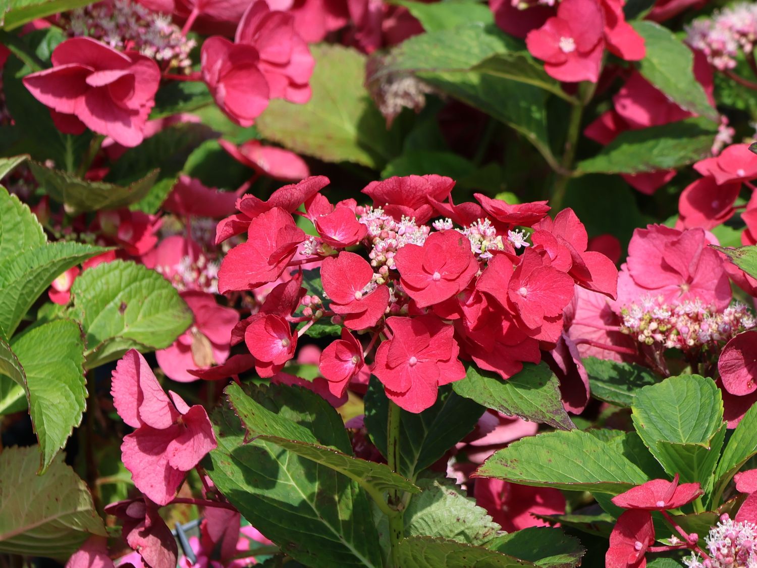 Tellerhortensie 'McKay' 'Cherry Explosion' ® - Hydrangea macrophylla 'McKay' 'Cherry Explosion' ®