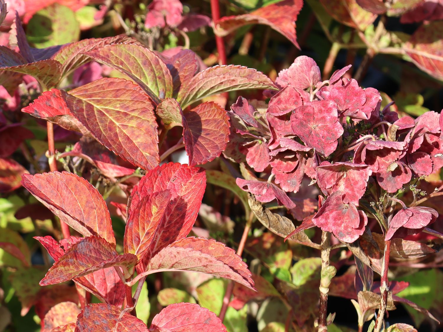 Tellerhortensie 'McKay' 'Cherry Explosion' ® - Hydrangea macrophylla 'McKay' 'Cherry Explosion' ®