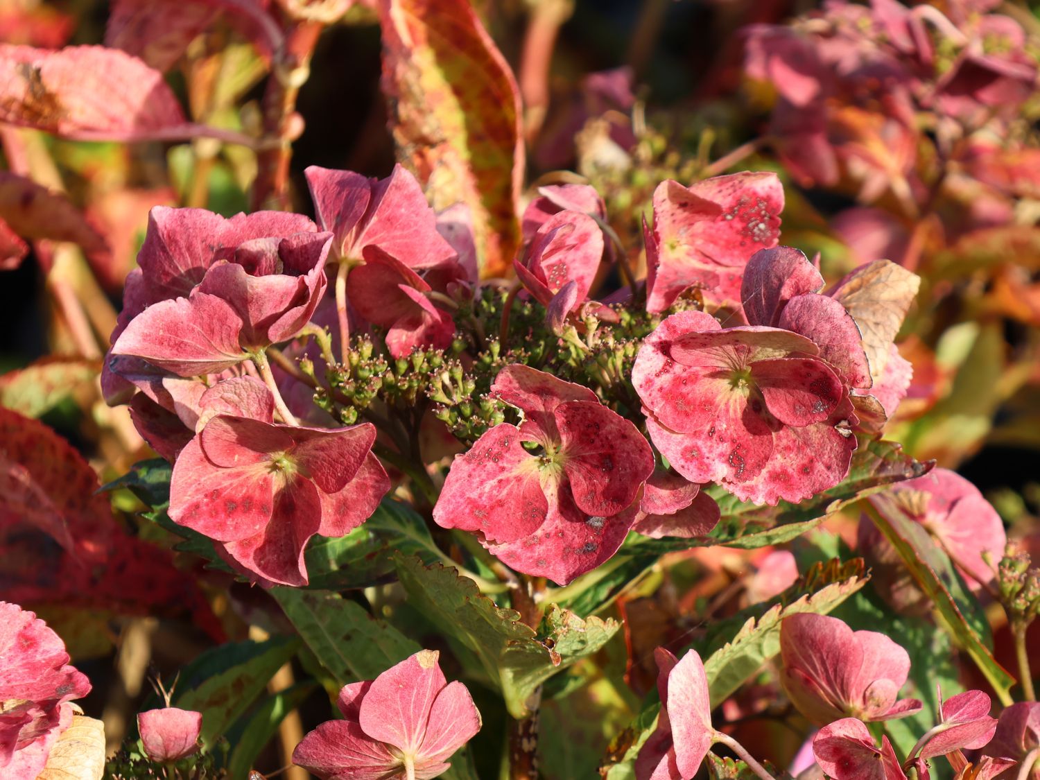 Tellerhortensie 'McKay' 'Cherry Explosion' ® - Hydrangea macrophylla 'McKay' 'Cherry Explosion' ®