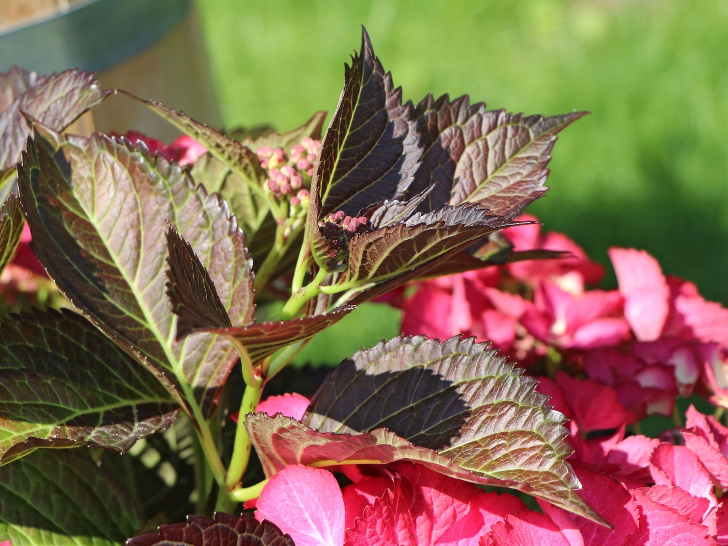 Tellerhortensie 'Dark Angel' - Hydrangea macrophylla 'Dark Angel'