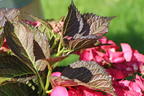 Tellerhortensie 'Dark Angel' - Hydrangea macrophylla 'Dark Angel'