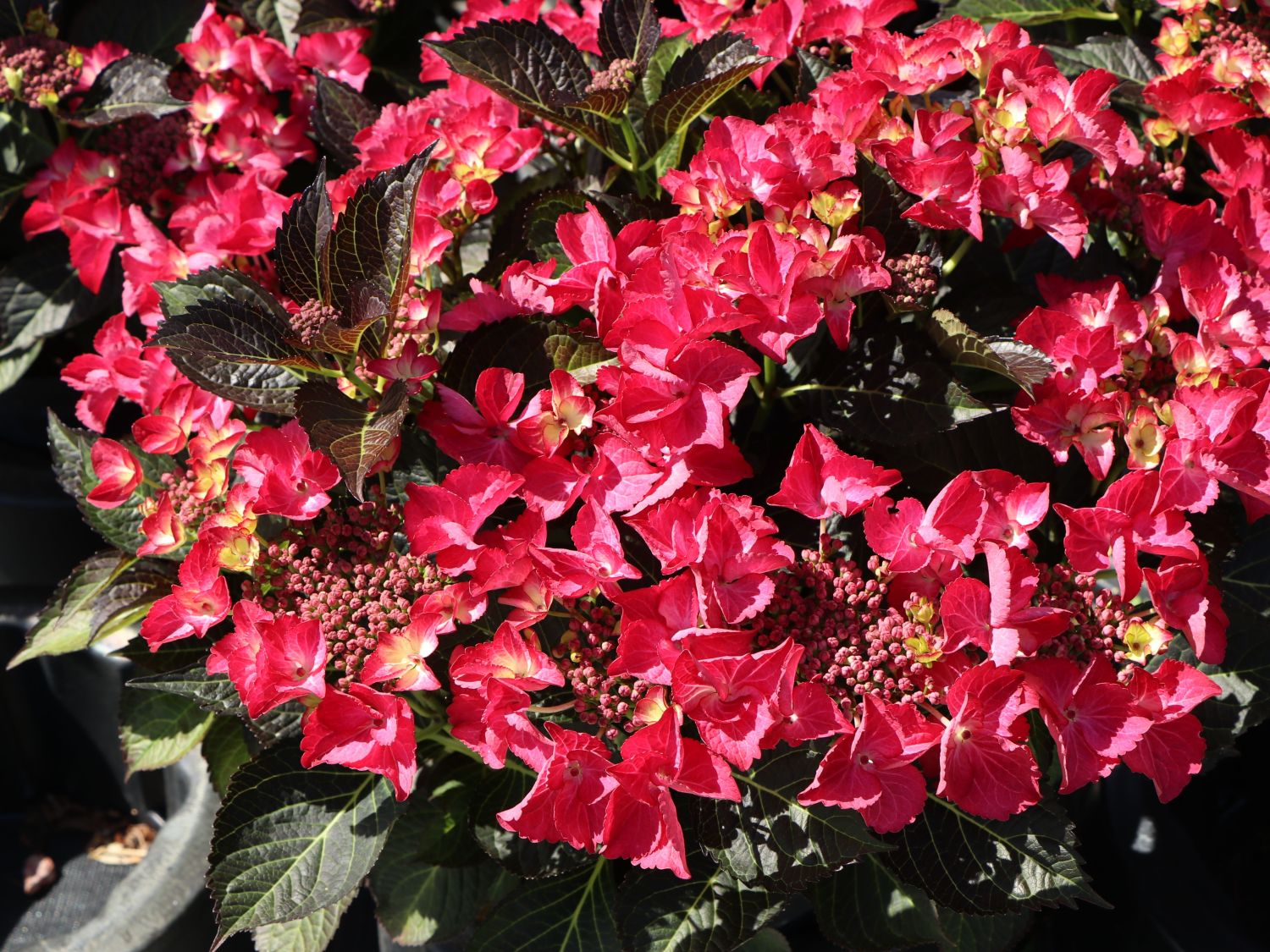 Tellerhortensie 'Dark Angel' - Hydrangea macrophylla 'Dark Angel'