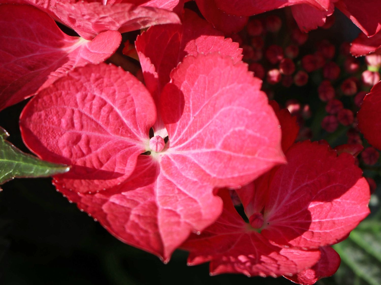Tellerhortensie 'Dark Angel' - Hydrangea macrophylla 'Dark Angel'