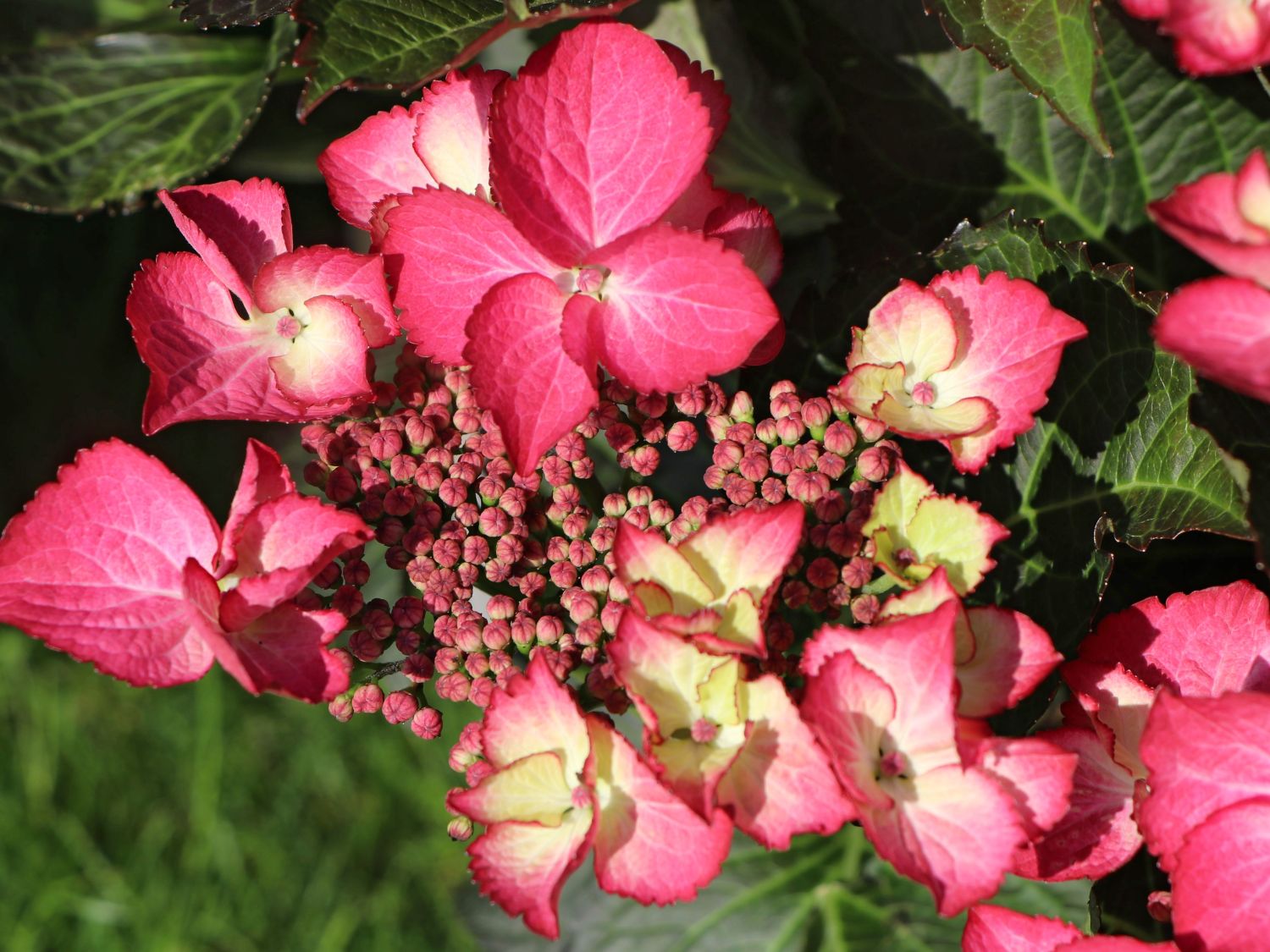 Tellerhortensie 'Dark Angel' - Hydrangea macrophylla 'Dark Angel'