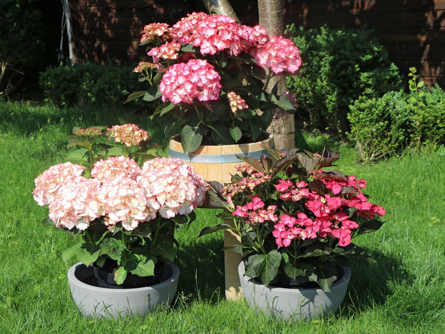 Tellerhortensie 'Dark Angel' - Hydrangea macrophylla 'Dark Angel'