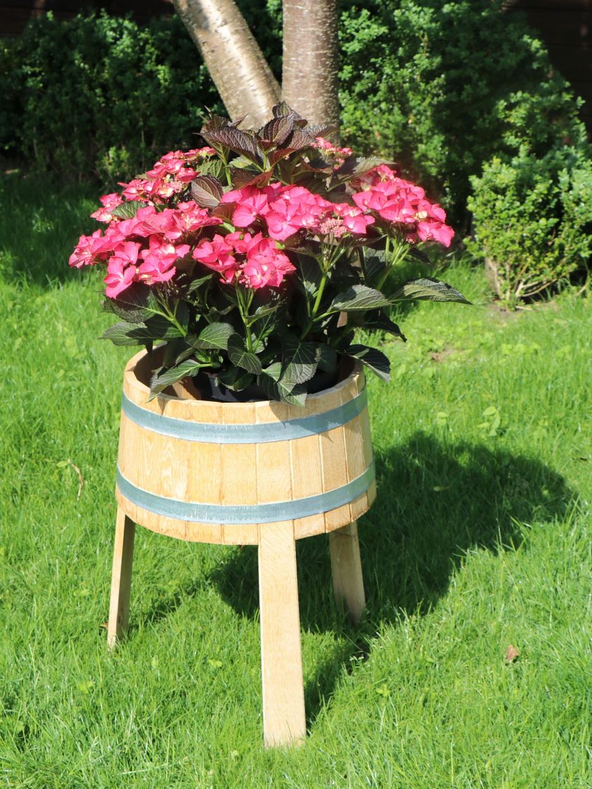 Tellerhortensie 'Dark Angel' - Hydrangea macrophylla 'Dark Angel'