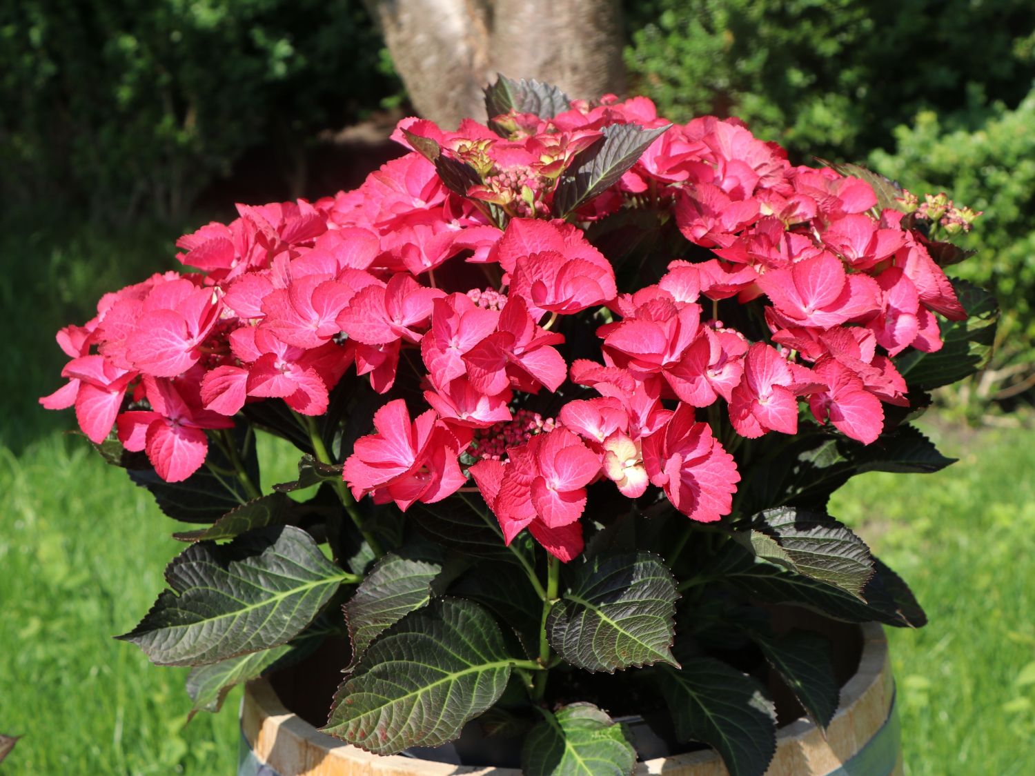 Tellerhortensie 'Dark Angel' - Hydrangea macrophylla 'Dark Angel'