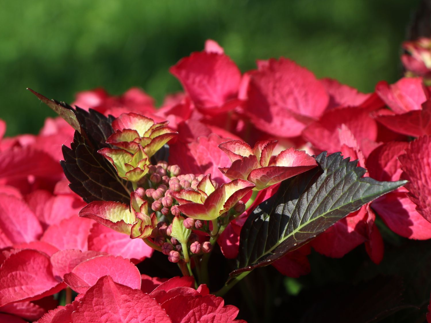 Tellerhortensie 'Dark Angel' - Hydrangea macrophylla 'Dark Angel'