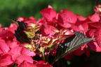 Tellerhortensie 'Dark Angel' - Hydrangea macrophylla 'Dark Angel'