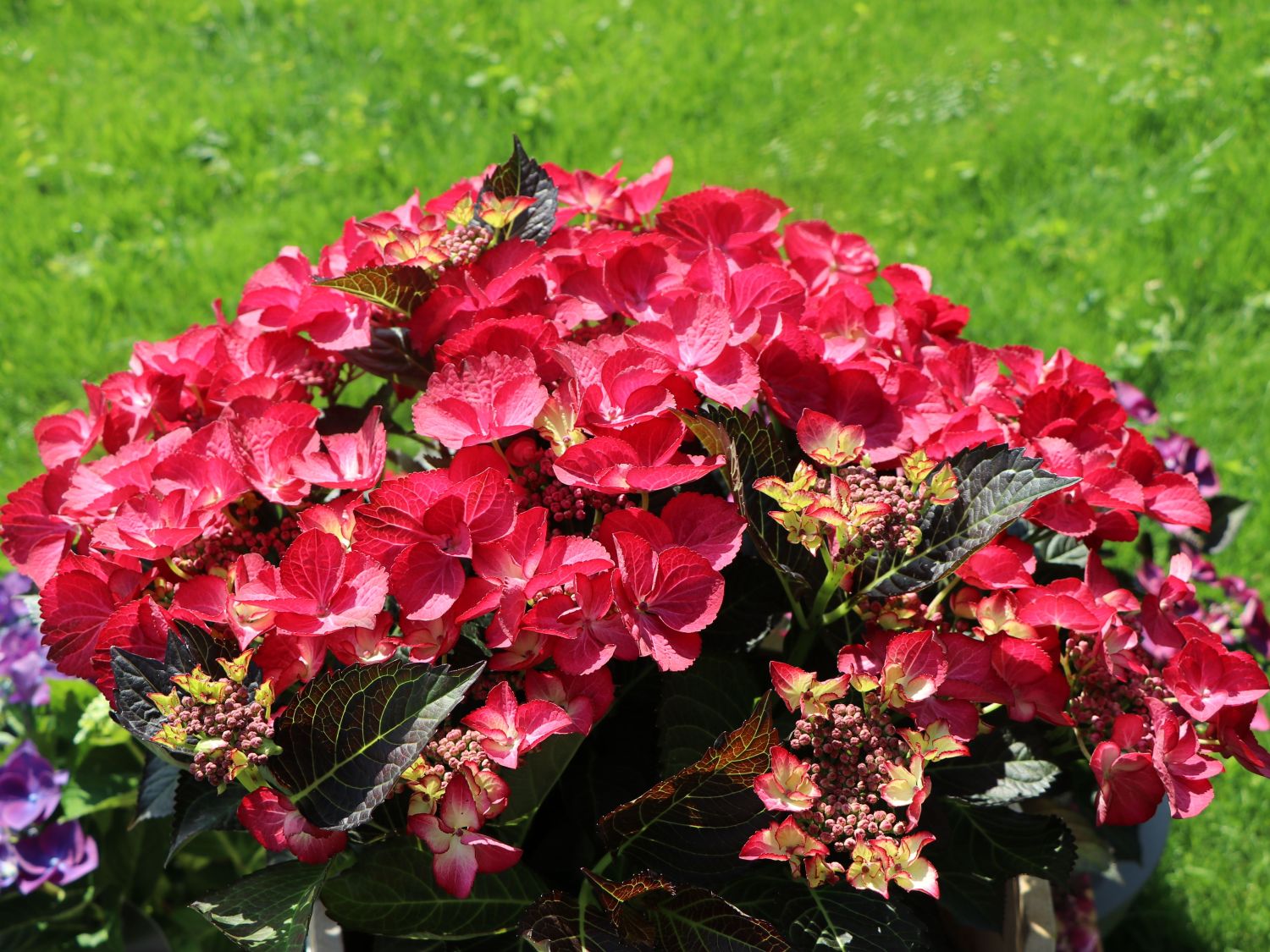 Tellerhortensie 'Dark Angel' - Hydrangea macrophylla 'Dark Angel'
