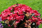 Tellerhortensie 'Dark Angel' - Hydrangea macrophylla 'Dark Angel'