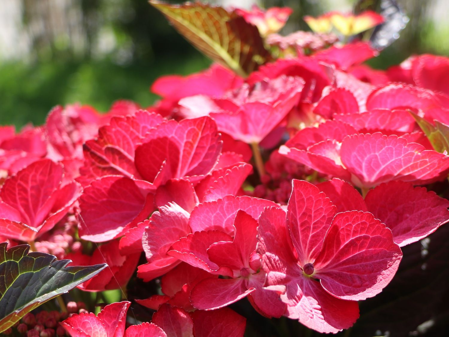 Tellerhortensie 'Dark Angel' - Hydrangea macrophylla 'Dark Angel'