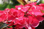 Tellerhortensie 'Dark Angel' - Hydrangea macrophylla 'Dark Angel'
