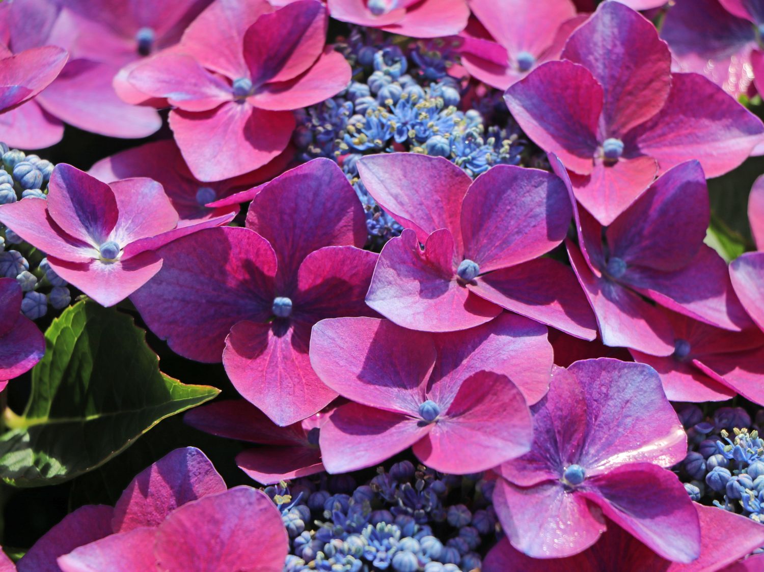 Tellerhortensie 'Kardinal Violet ®' - Hydrangea macrophylla 'Kardinal Violet ®'