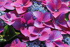 Tellerhortensie 'Kardinal Violet ®' - Hydrangea macrophylla 'Kardinal Violet ®'