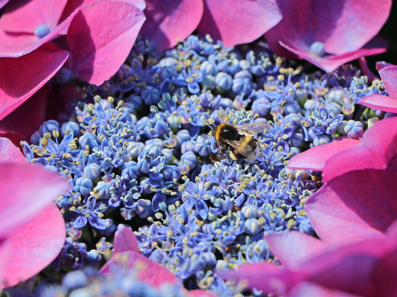 Tellerhortensie 'Kardinal Violet ®' - Hydrangea macrophylla 'Kardinal Violet ®'