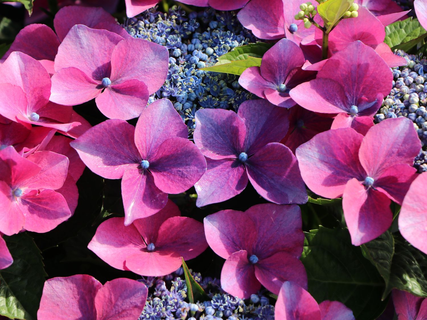 Tellerhortensie 'Kardinal Violet ®' - Hydrangea macrophylla 'Kardinal Violet ®'