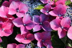 Tellerhortensie 'Kardinal Violet ®' - Hydrangea macrophylla 'Kardinal Violet ®'