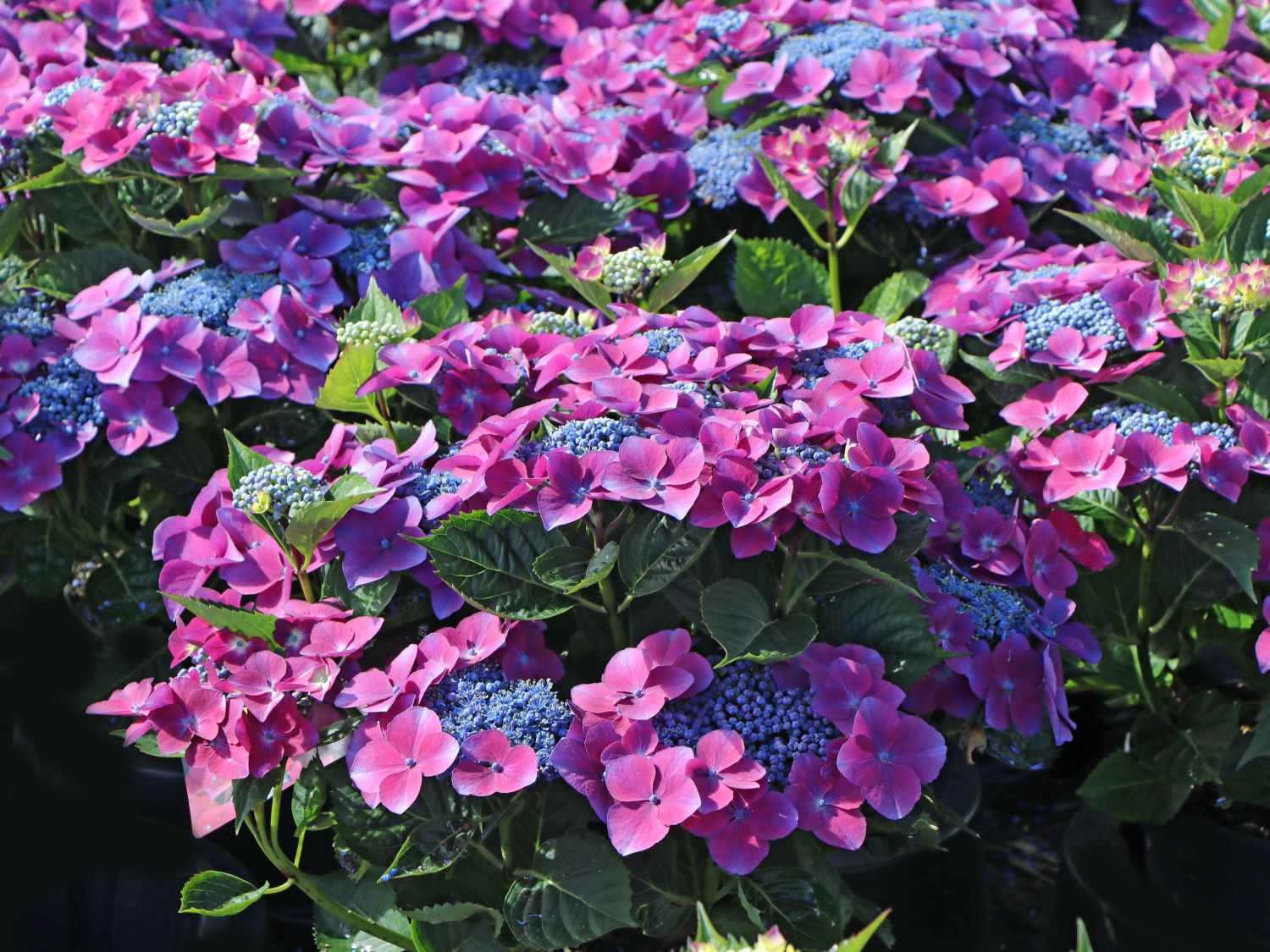 Tellerhortensie 'Kardinal Violet ®' - Hydrangea macrophylla 'Kardinal Violet ®'
