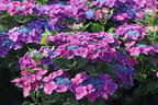 Tellerhortensie 'Kardinal Violet ®' - Hydrangea macrophylla 'Kardinal Violet ®'