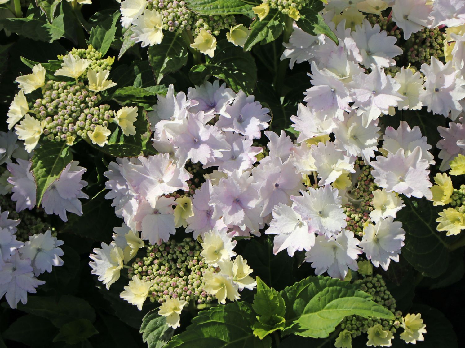 Tellerhortensie 'Koria' - Hydrangea macrophylla 'Koria'