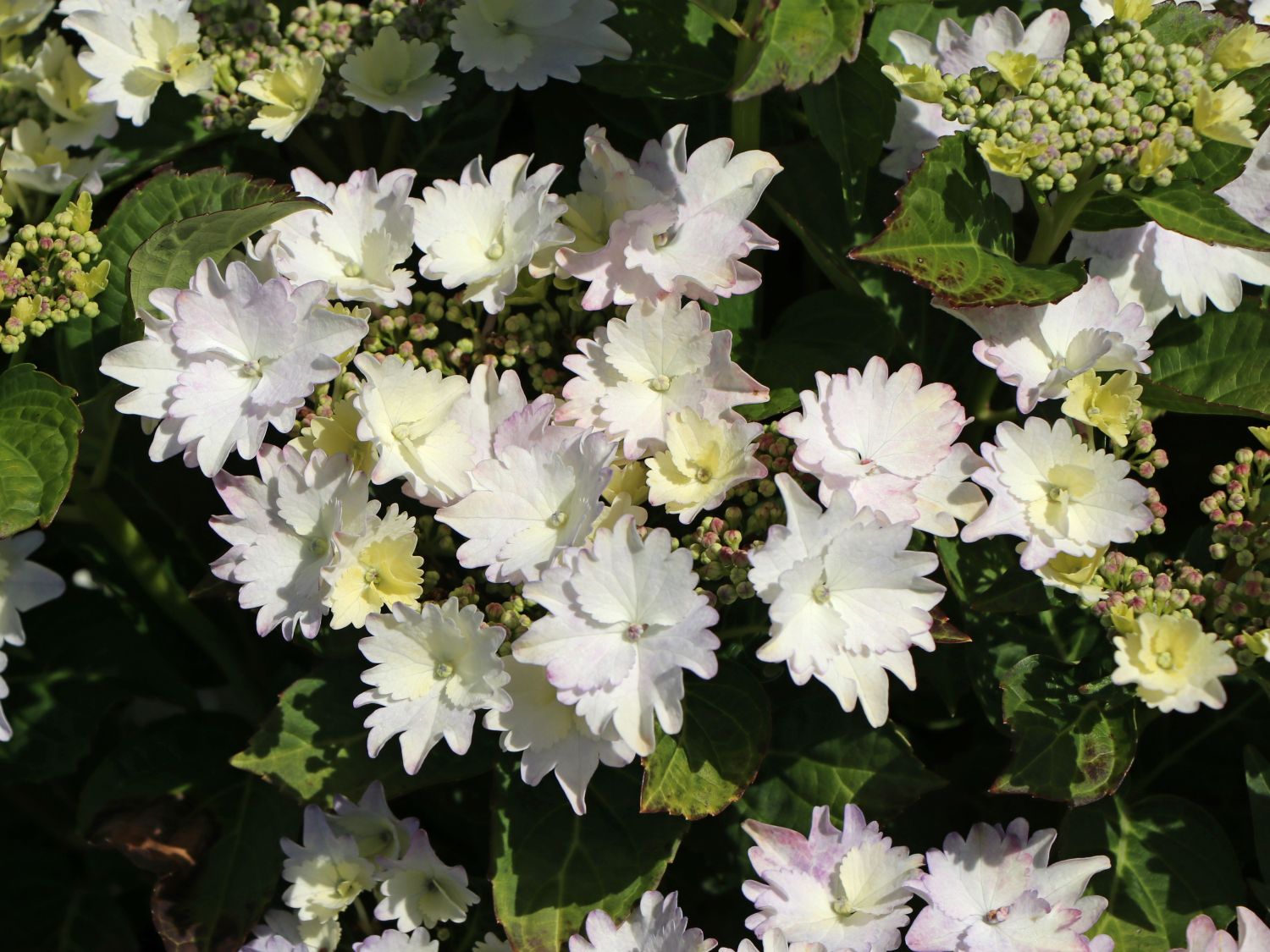 Tellerhortensie 'Koria' - Hydrangea macrophylla 'Koria'