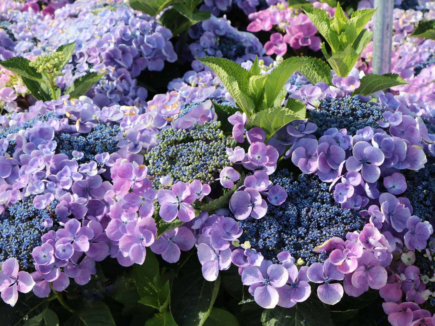 Tellerhortensie 'Lutin Blue' - Hydrangea macrophylla 'Lutin Blue'