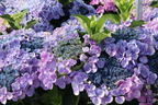 Tellerhortensie 'Lutin Blue' - Hydrangea macrophylla 'Lutin Blue'