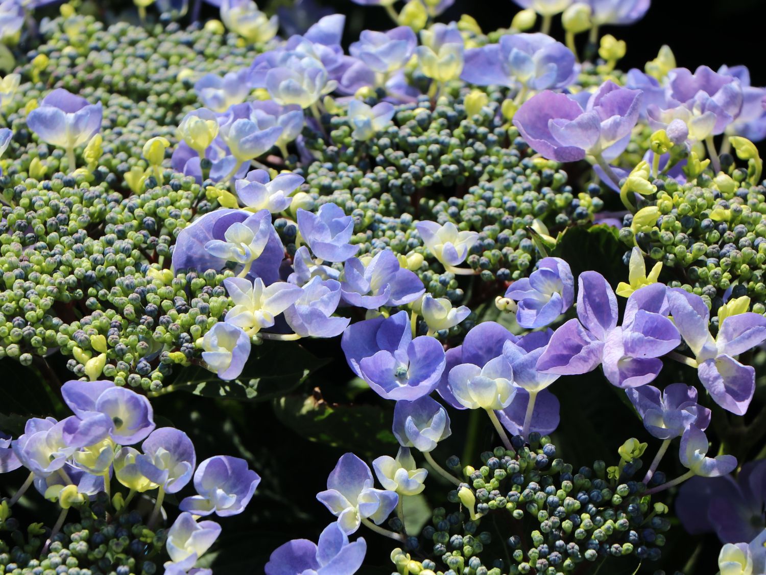 Tellerhortensie 'Lutin Blue' - Hydrangea macrophylla 'Lutin Blue'