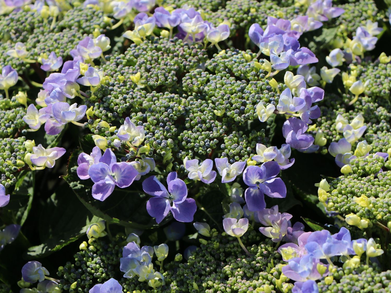 Tellerhortensie 'Lutin Blue' - Hydrangea macrophylla 'Lutin Blue'