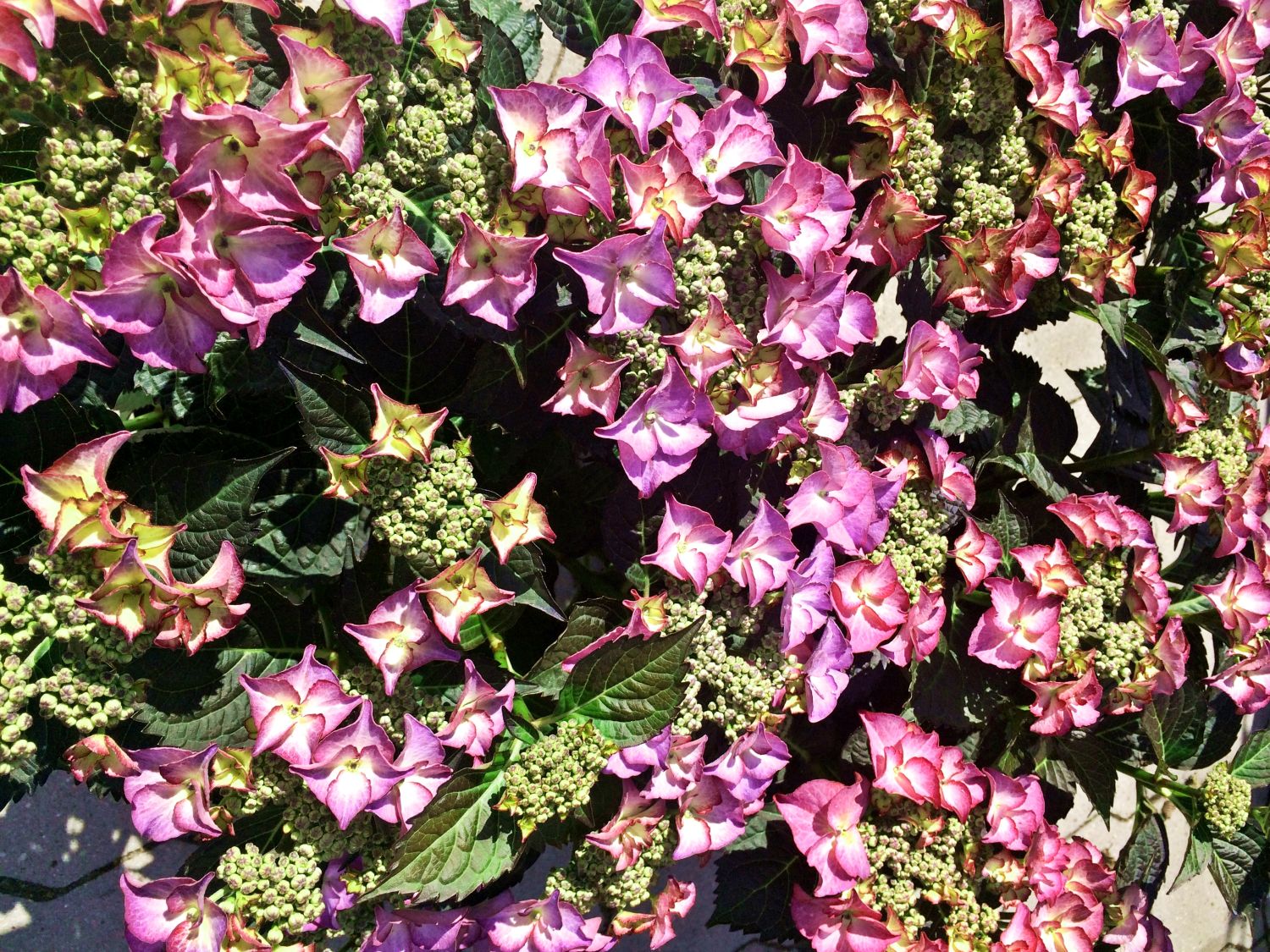 Tellerhortensie 'Tiffany ® Violet' - Hydrangea macrophylla 'Tiffany ® Violet'