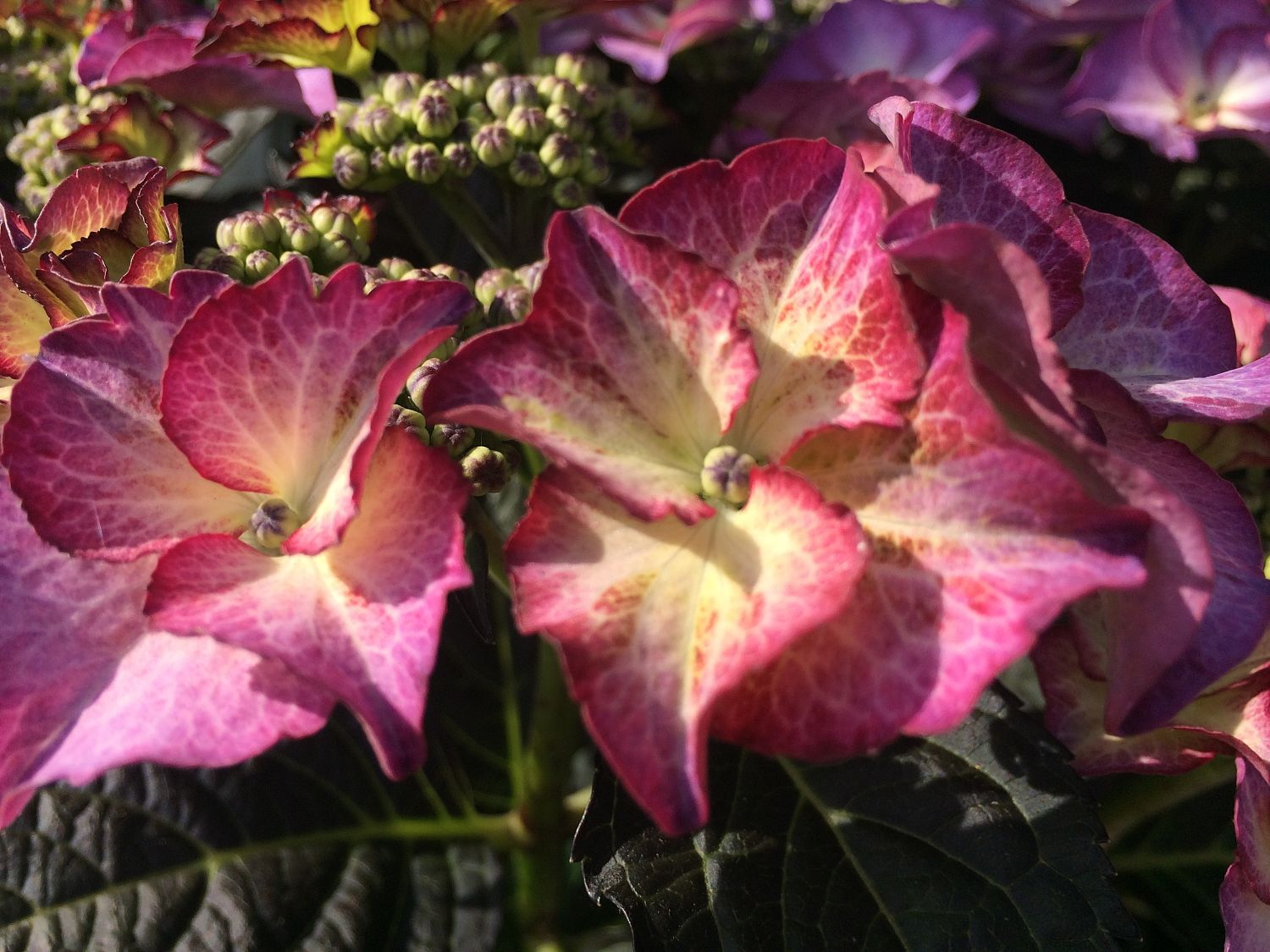Tellerhortensie 'Tiffany ® Violet' - Hydrangea macrophylla 'Tiffany ® Violet'
