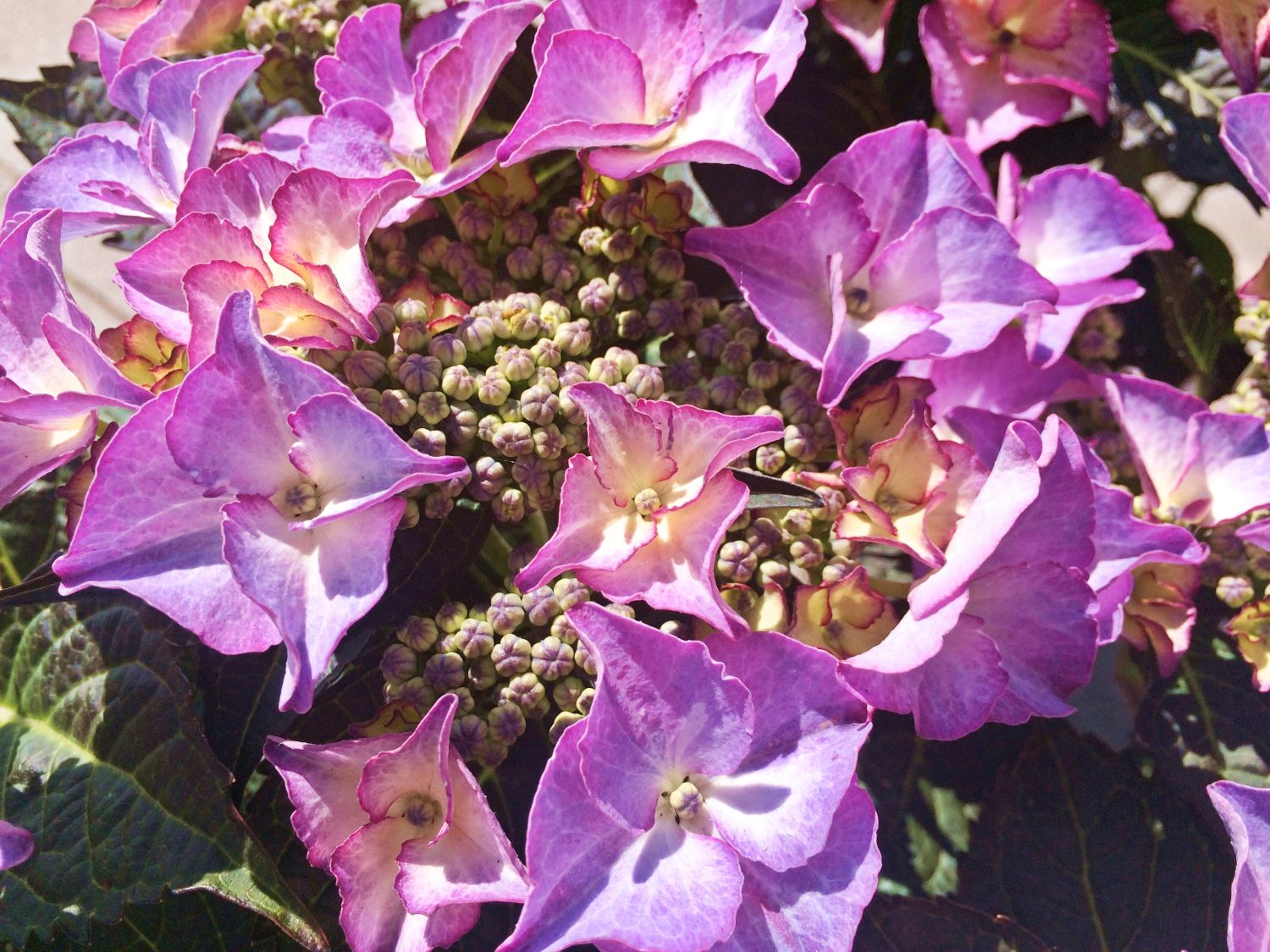 Tellerhortensie 'Tiffany ® Violet' - Hydrangea macrophylla 'Tiffany ® Violet'