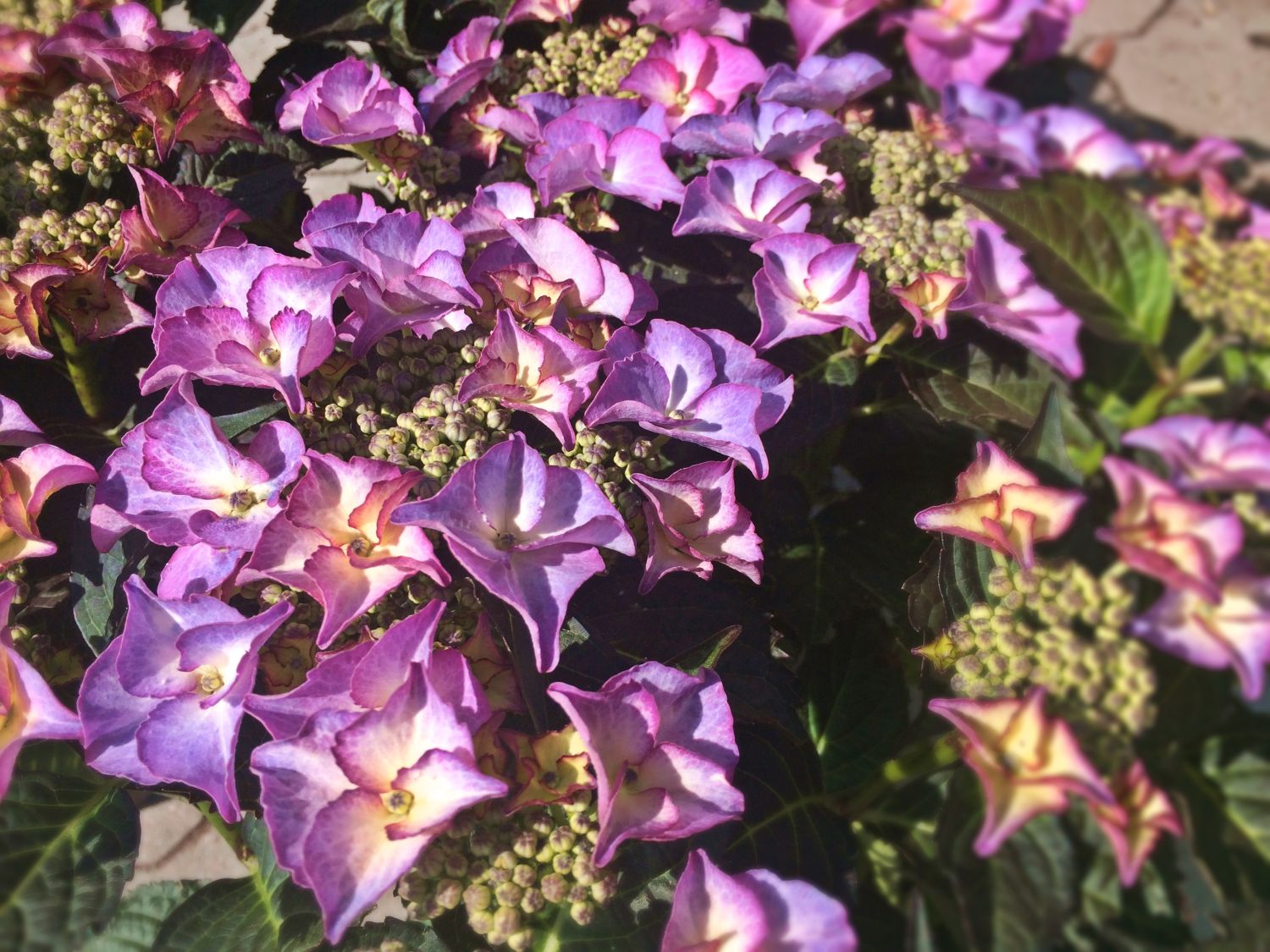 Tellerhortensie 'Tiffany ® Violet' - Hydrangea macrophylla 'Tiffany ® Violet'