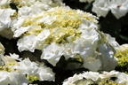 Tellerhortensie 'Wedding Gown ®' - Hydrangea macrophylla 'Wedding Gown ®'
