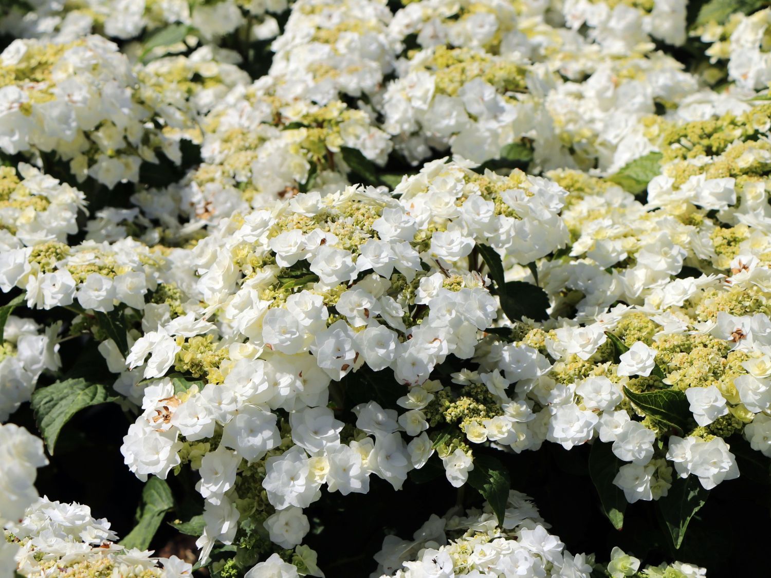 Tellerhortensie 'Wedding Gown ®' - Hydrangea macrophylla 'Wedding Gown ®'